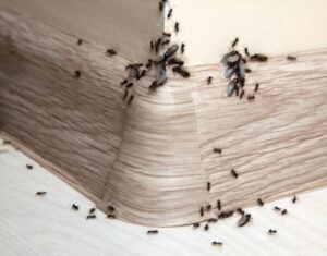 ant control auckland